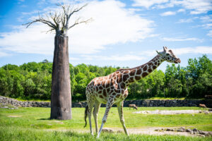 Dyreparken - Giraff